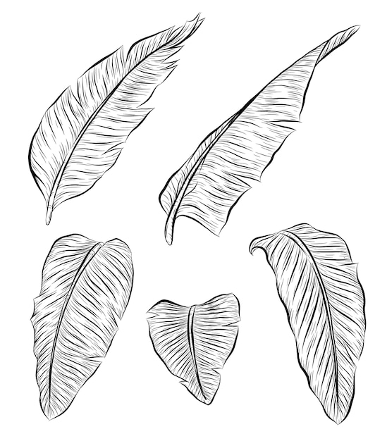 パラダイスプラントの鳥の葉