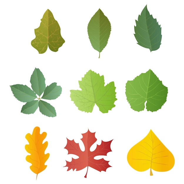 Leaves set in realistic style Autumn leaf Colorful vector illustration isolated on white background