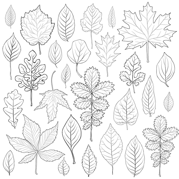 Leaves silhouette set vector coloring book page for adult