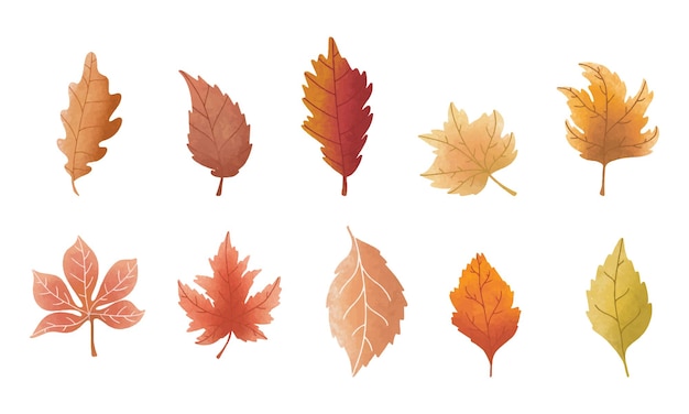 Leaves vector bundle set design illustration for ecology resources
