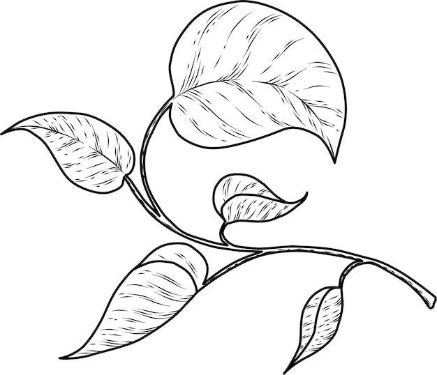 Leaves vector