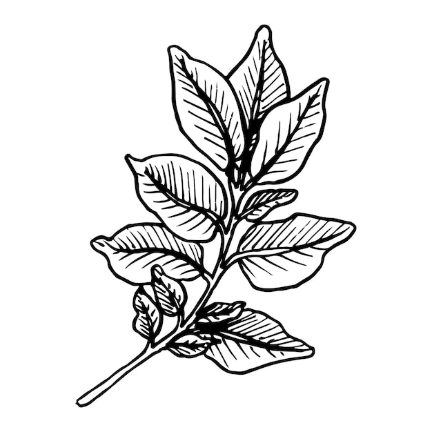 Leaves vegetable potato sketch Foliage of plant Hand drawn vector illustration