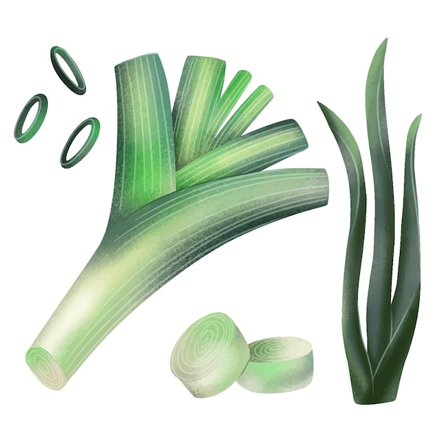 Leek set green onion flat cartoon style Single whole greens and group vegetables with cuts