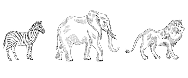 Leeuw, zebra, neushoorn, giraffe, nijlpaard, olifant schets tekening vectorillustratie