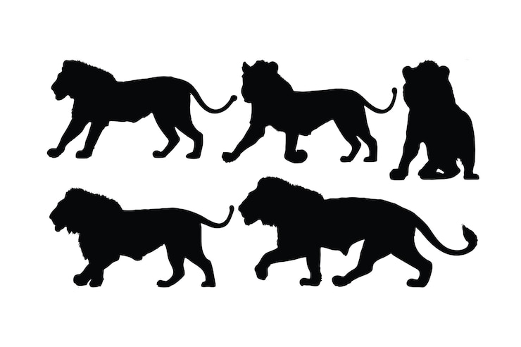 Vector leeuwen lopen in verschillende posities silhouet set vector volwassen leeuw silhouet collectie op een witte achtergrond wilde vleesetende dieren zoals grote katten en leeuwen volledige lichaam silhouet bundels
