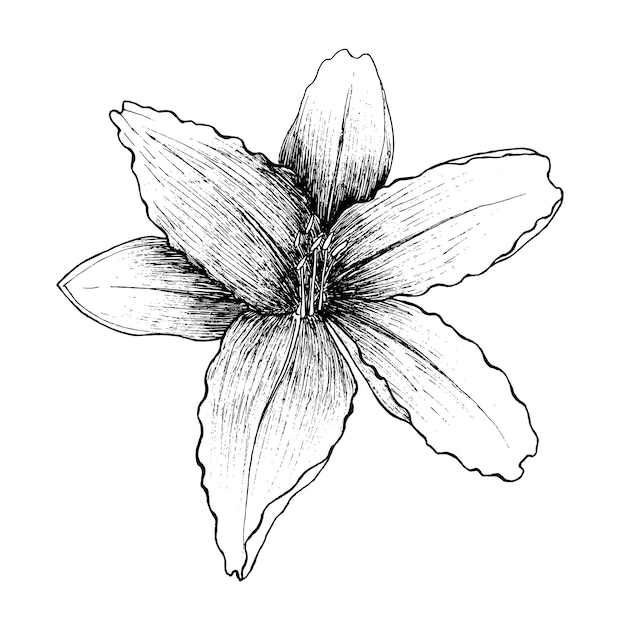 Lelie bloem. Geïsoleerd bloemenelement. Botanische illustratie.
