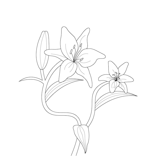 Vector lelie bloem kleurplaat met lijntekeningen voor kinderen tekening illustratie