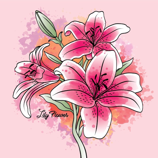Lelie Bloem Omtrek Tekening Water Kleur Vector | Premium Vector, حجم الصورة 626x626