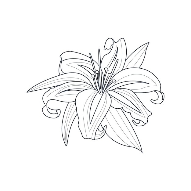 Vector leliebloem monochrome tekening voor kleurboek