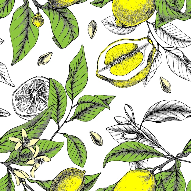 Lemon botanical vector seamless pattern Outline lemon flowers and leaves Citrus lemonade ornament