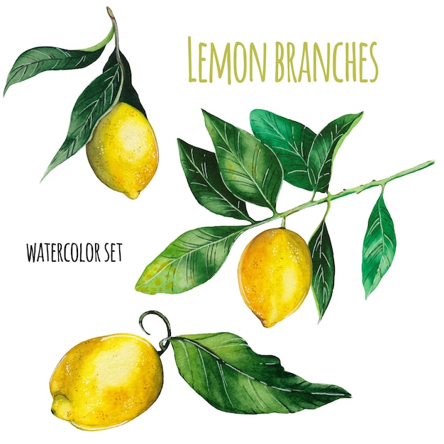 Vector lemon branches