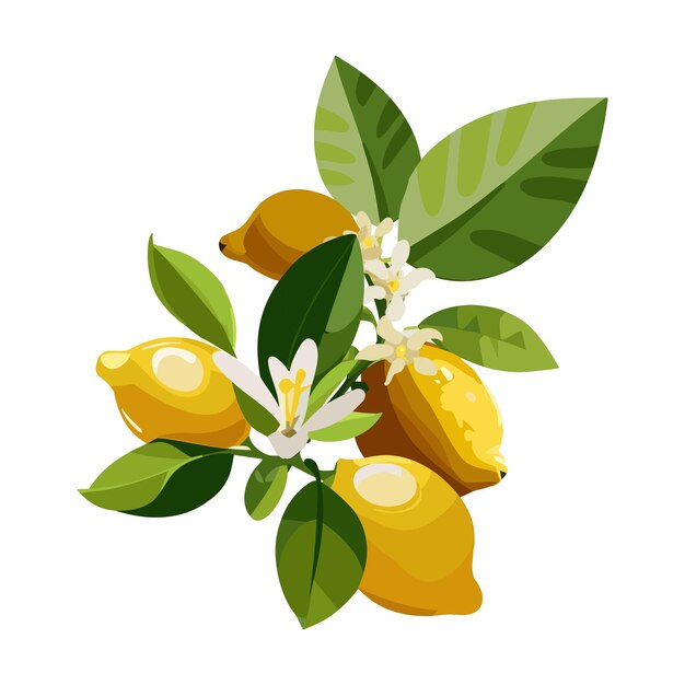 Vector lemon fruit on a branch citrus tropical plant vector illustration on a white background