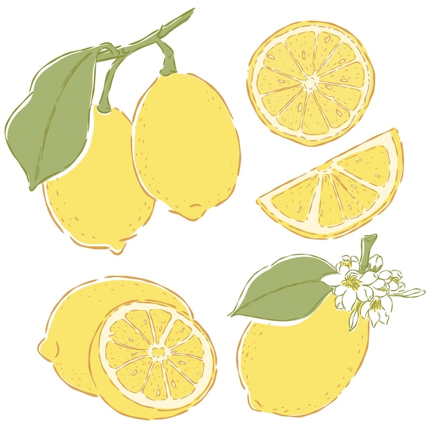 Lemon fruit hand drawn doodle illustrations vector set