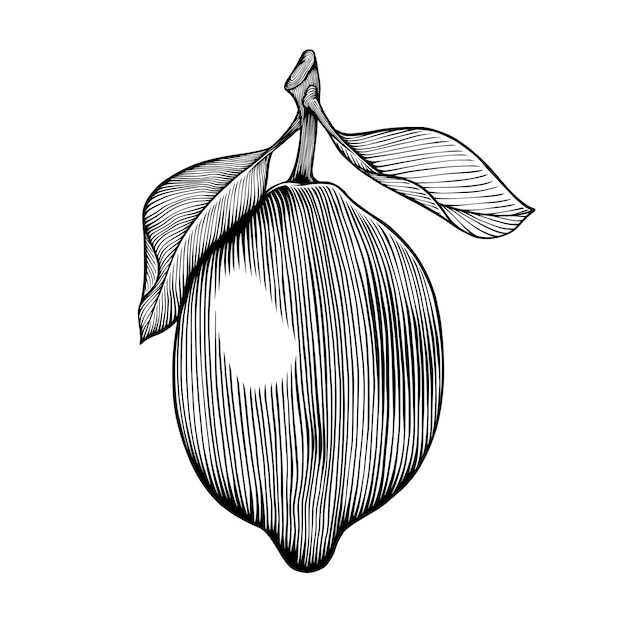 Lemon fruit sketch engraving illustrations