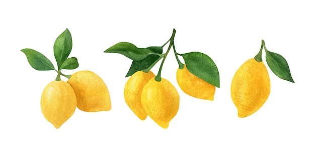 レモンフルーツ水彩クリップアート緑の葉とレモンの枝のイラスト