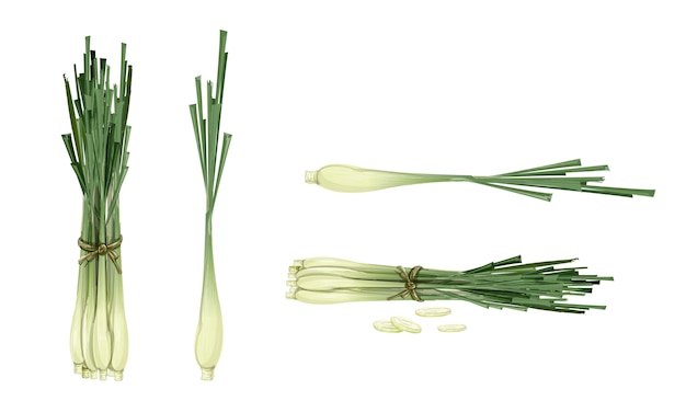 Vector lemon grass