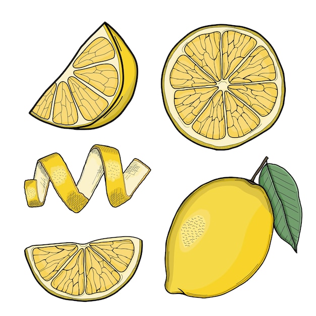 Vector lemon hand drawn illustration collection isolated