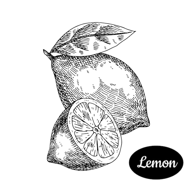 Lemon hand drawn.