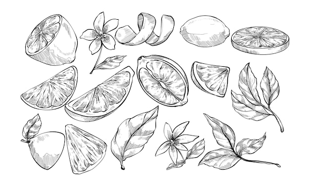 lemon handdrawn collection