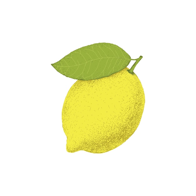 Lemon illustration. Isolated on white background. Hand drawn vector illustration.