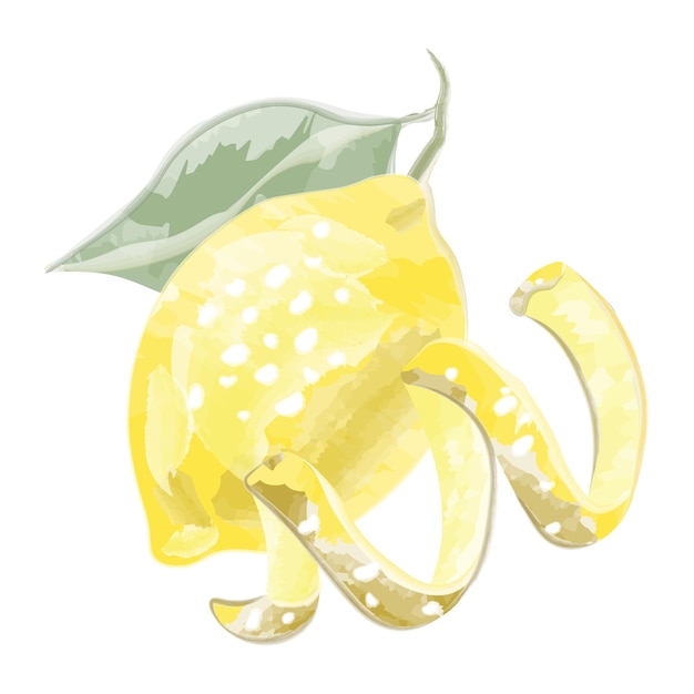 Lemon peel and lemon vector watercolor