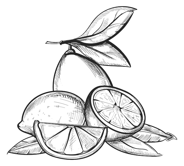 Lemon pile sketch Juicy fresh citrus fruit engraving