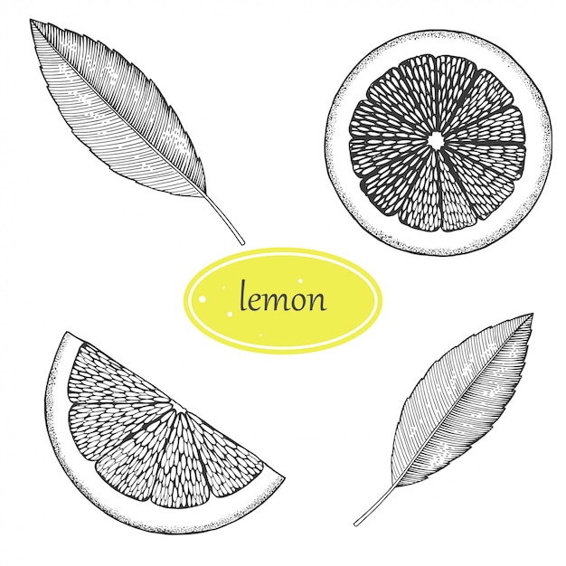 Lemon set. isolated on white background. hand drawn illustration. retro style.