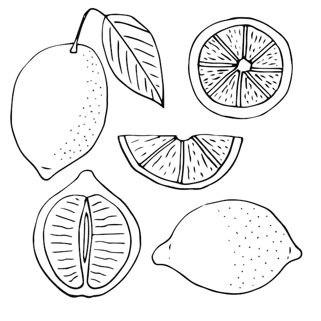 Vettore illustrazione vettoriale del set di limone, scarabocchi di disegno a mano