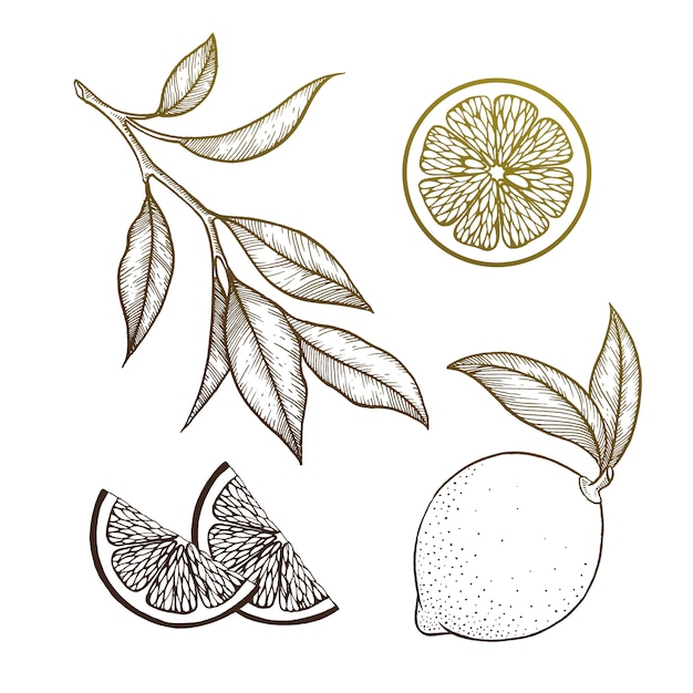 Vector lemon set on white