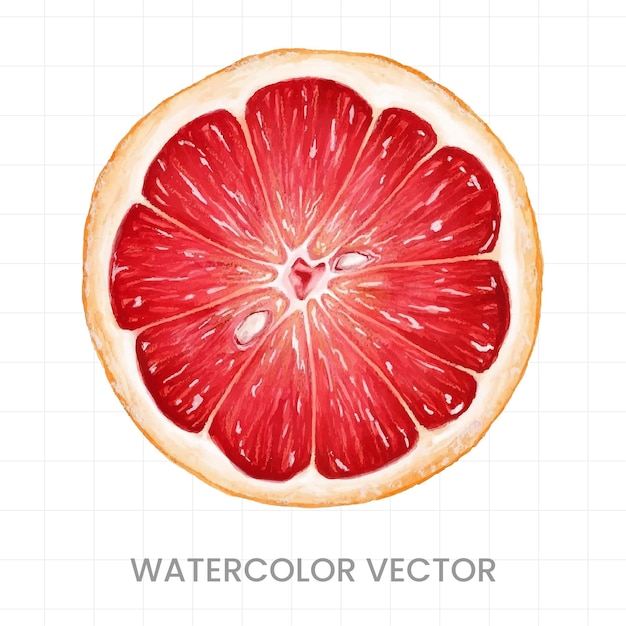 Vector lemon slices painted in watercolor on a white background