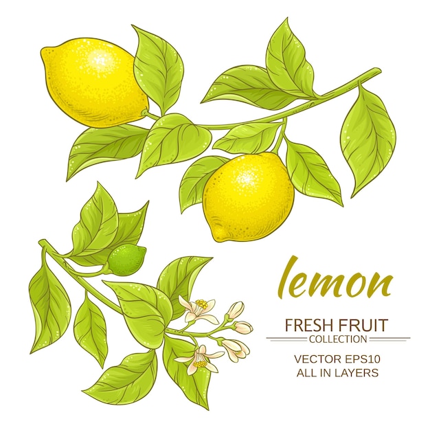 Lemon vector set