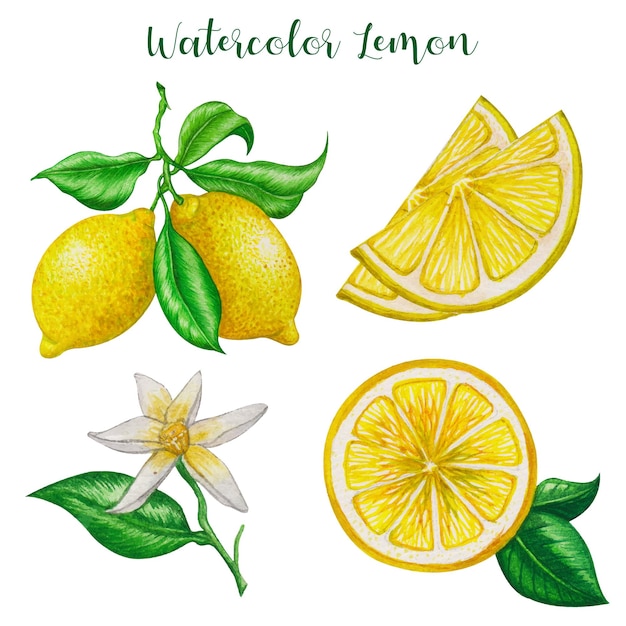 Lemon watercolor realistic painting