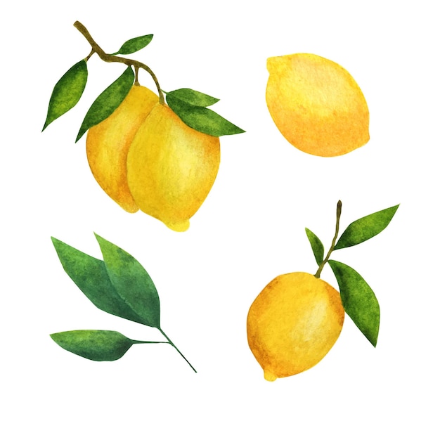 Lemon. Watercolor set of fresh lemons.