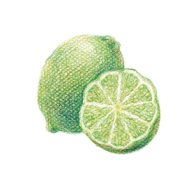 Vector lemon with colored pencils