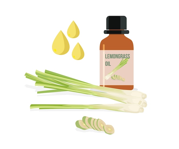lemongrass essential oil vector stock illustration