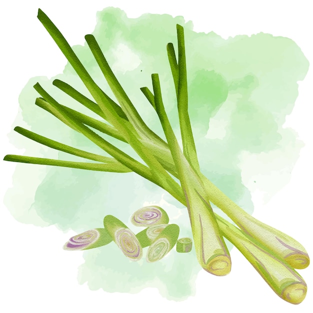 Lemongrass met de hand getekende aquarel schilderij