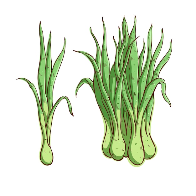 lemongrass plant vector illustration on white background