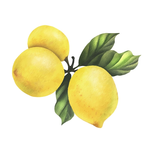 Lemons are yellow juicy ripe with green leaves flower buds on the branches whole and slices