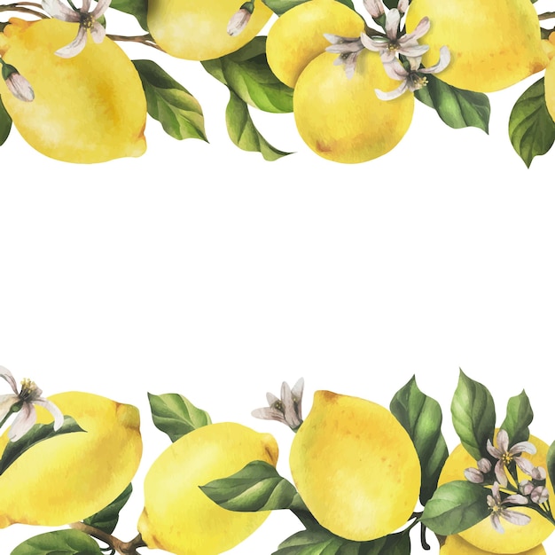 Lemons are yellow juicy ripe with green leaves flower buds on the branches whole and slices