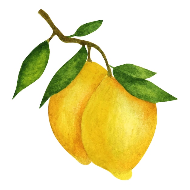 Лимоны на ветке с листьями. Акварельная композиция на белом фоне.