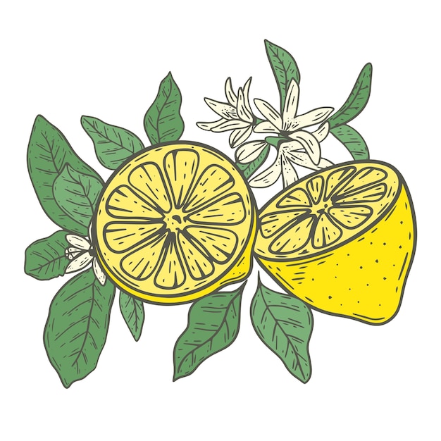 Лимоны цветы и лиственные ветки композиция векторные иллюстрации