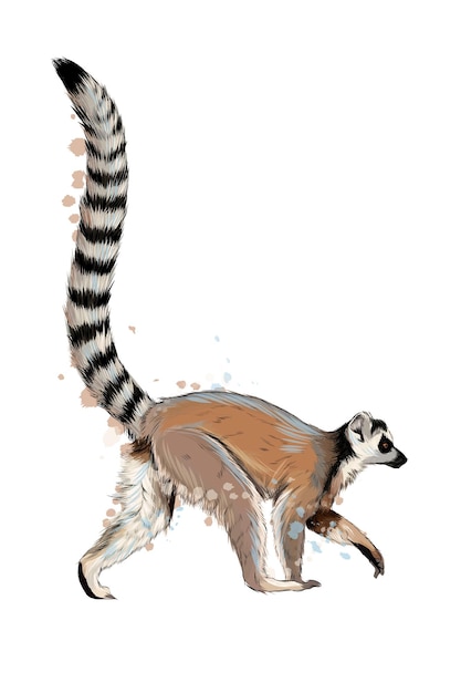 Vector lemur from a splash of watercolor.