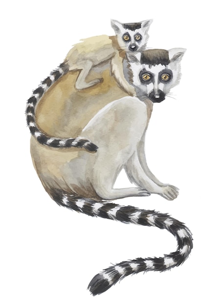 Vector lemurs pattern animal