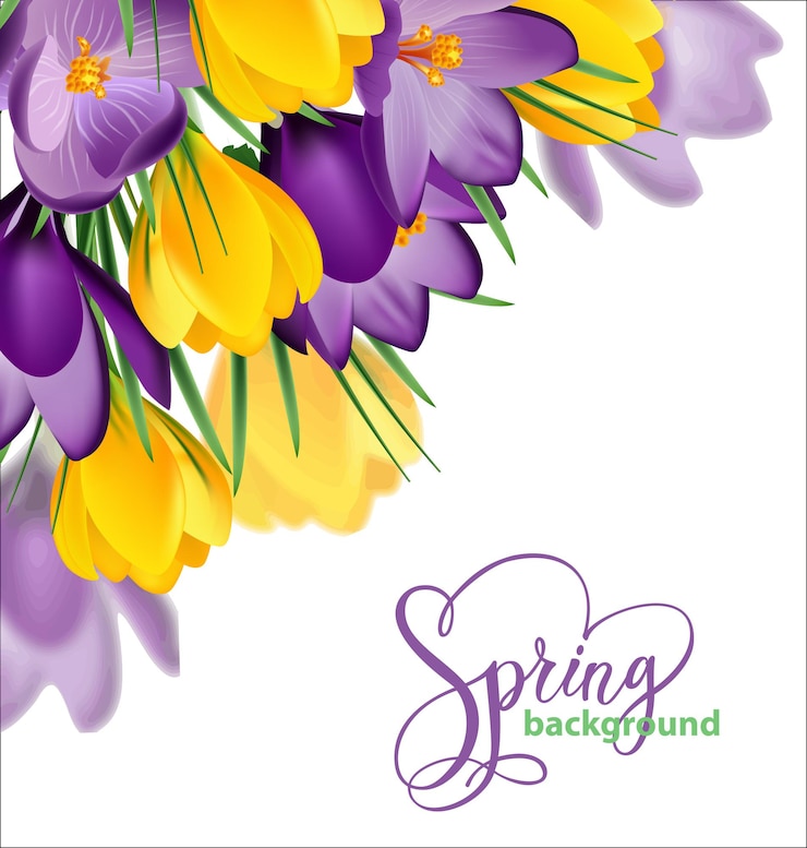 Vector lente achtergrond met bloeiende lentebloemen, krokussen. vector illustratie