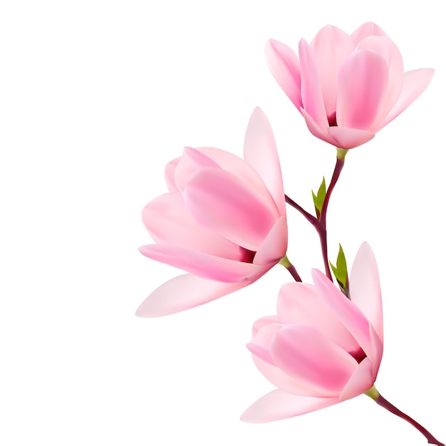 Lente achtergrond met bloesem brunch van roze bloemen.