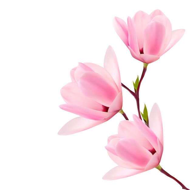 Vector lente achtergrond met bloesem brunch van roze bloemen.