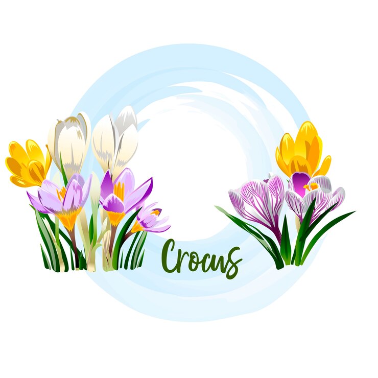 Vector lente bloem - een krokus voor boeketten