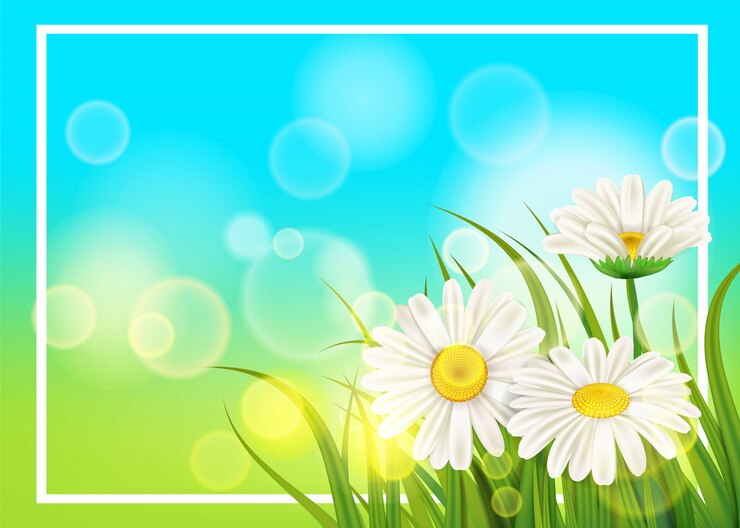 Vector lente bloem madeliefje sappig, kamilles