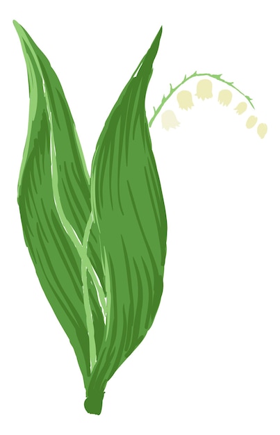 Lente klok bloem. Lelietje-van-dalen kruid illustratie geïsoleerd op een witte achtergrond