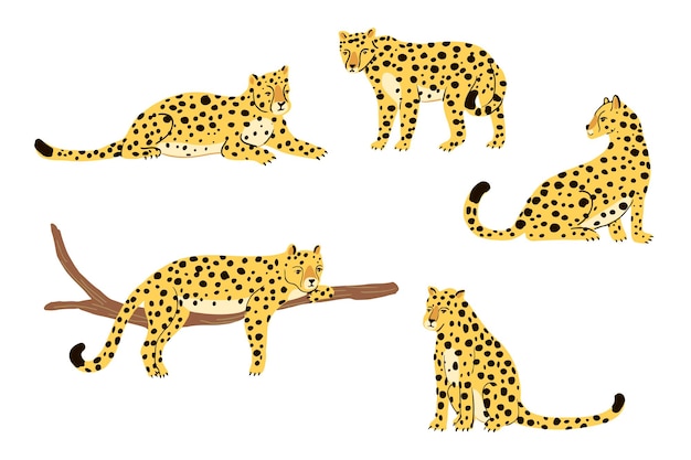 Vector leopard animal vector illustration set